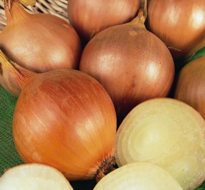 Picture of Onion Armstrong F1